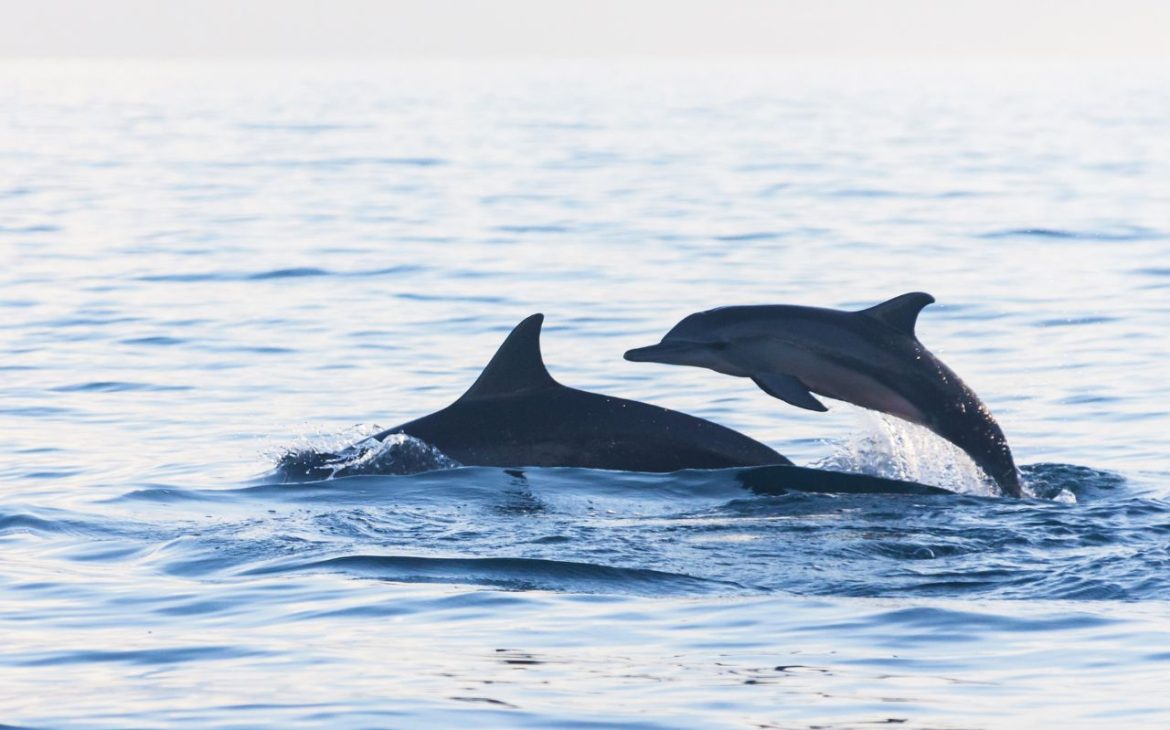dauphins à Lovina Beach