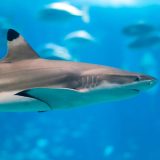 Petit guide sur les requins de l’île Maurice